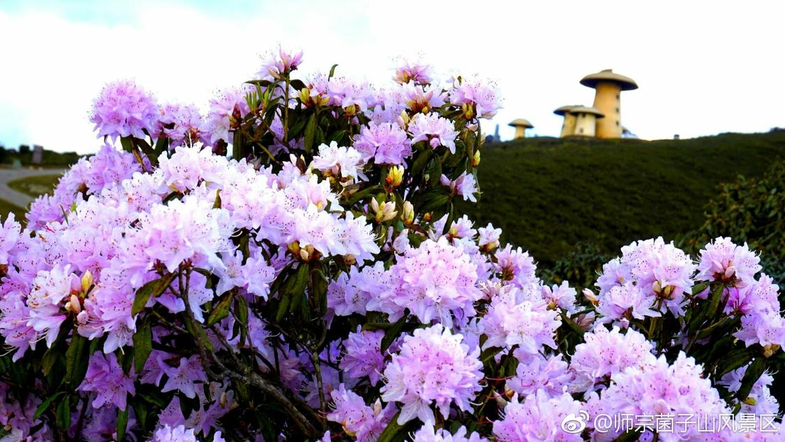 抖音小黄车怎么自助下单：电商购物便捷操作指南_播放量免费领取网站